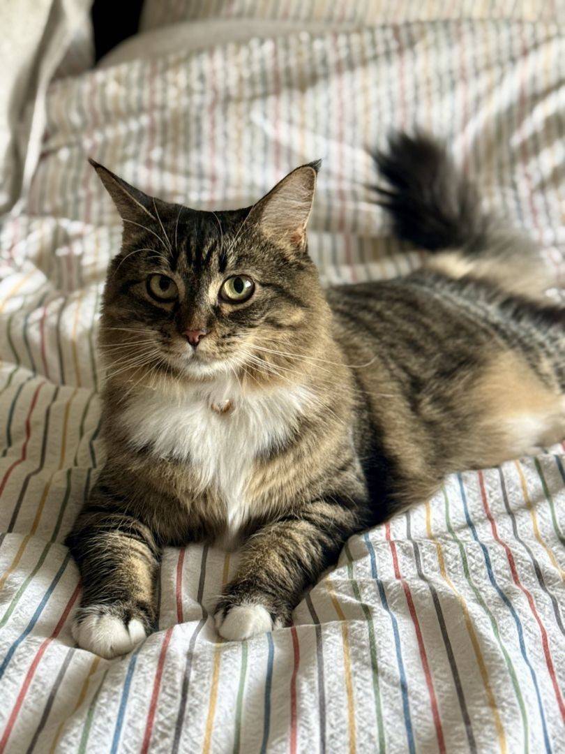 Long-haired cat relaxes on bed