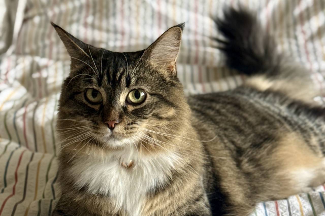 Long-haired cat relaxes on bed