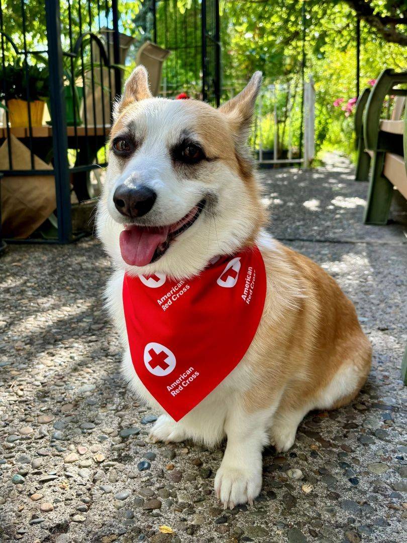 Corgi sits on patio wearing Red Cross bandana