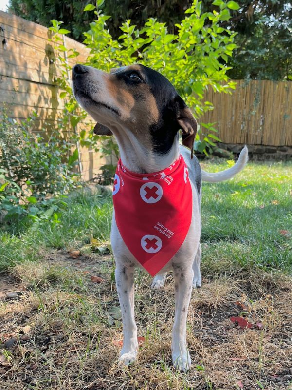 red cross dog, bandit in a red cross bandana.