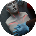 hands on model CPR