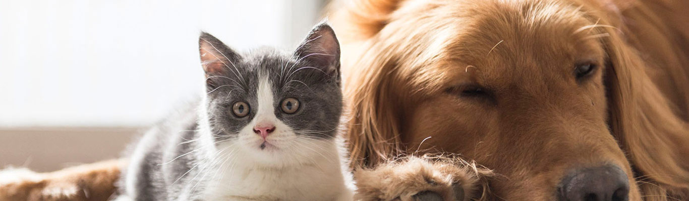 Pet certifications for cat and dog first aid and CPR.
