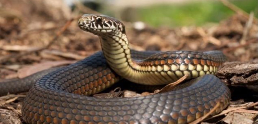 Copperhead venomous snake coiled up.