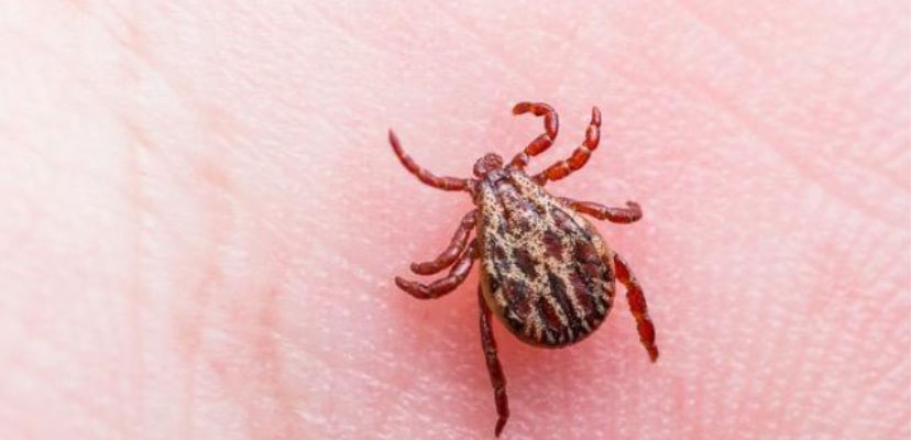 Close up of deer tick on a hand.