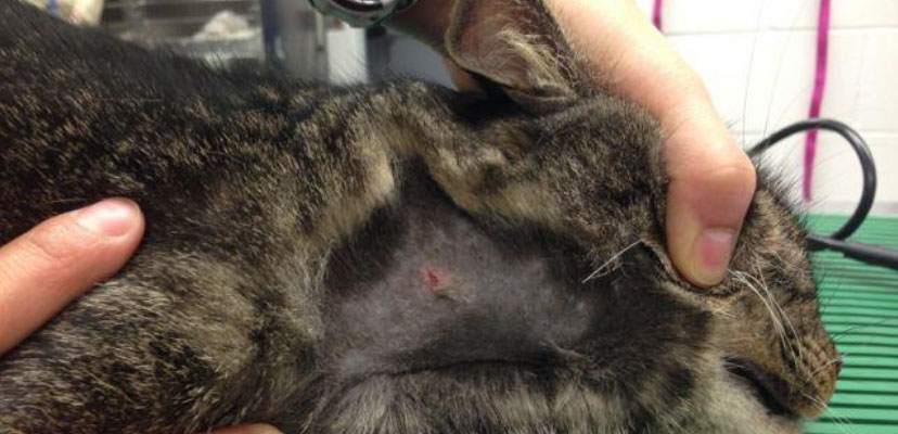 Cat with small bite wound on neck.