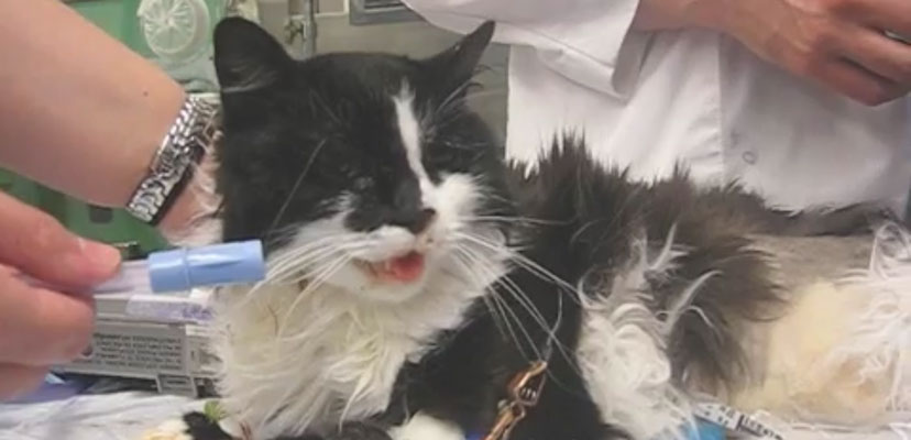 Cat experiencing difficulty breathing being treated by veterinarians.