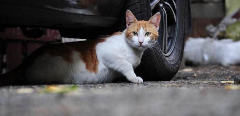 Orange and white cat resting under a parked car, looking toward the camera.