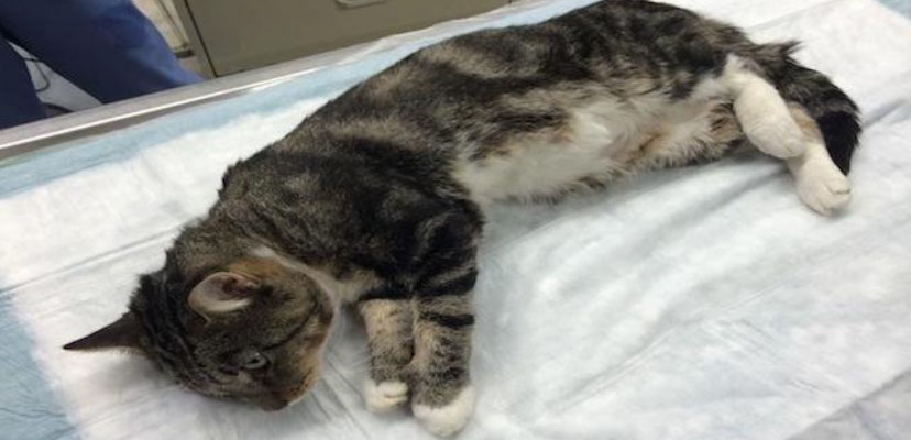 Cat collapsed on veterinary exam table.