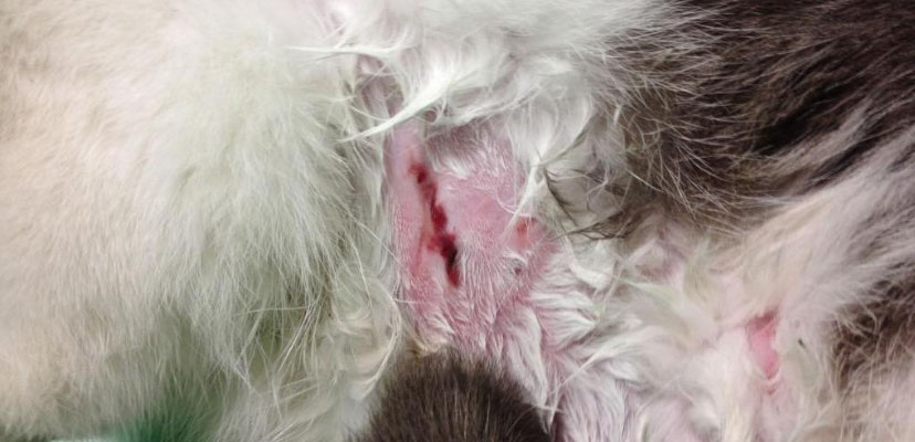 Cat with laceration on stomach.