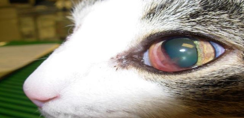 Close up of cat with eye injury.