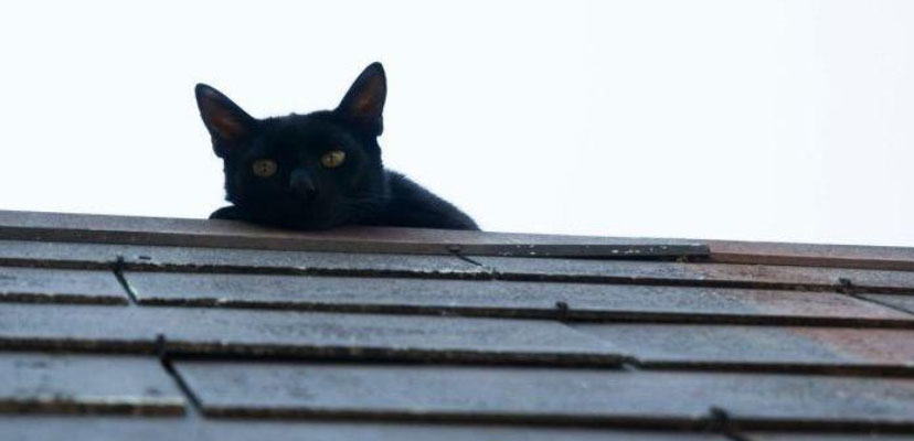 Black cat peeking over a roof.
