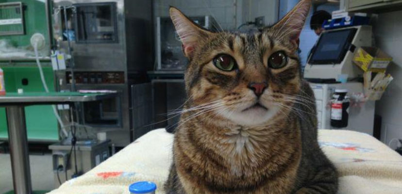 Cat experiencing hypoglycemia (low blood sugar) on veterinary exam table.