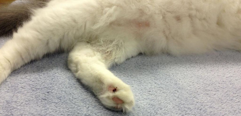 A white cat with a bloody pad wound.