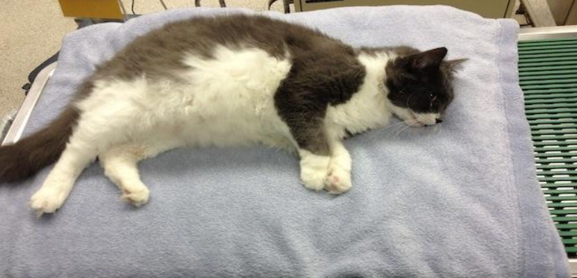 Cat in shock laying on a blanket.