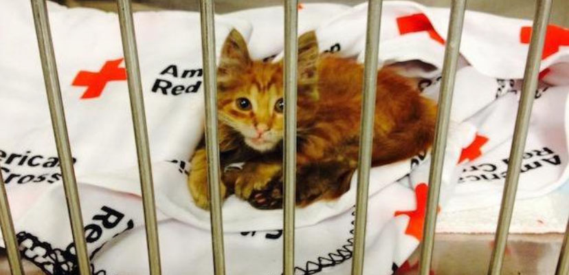 Orange tabby kitten recovering on an American Red Cross blanket.