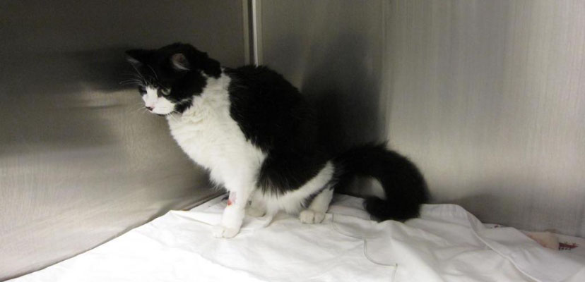 Black and white cat in kennel with hunched posture, possible urinary blockage symptoms.