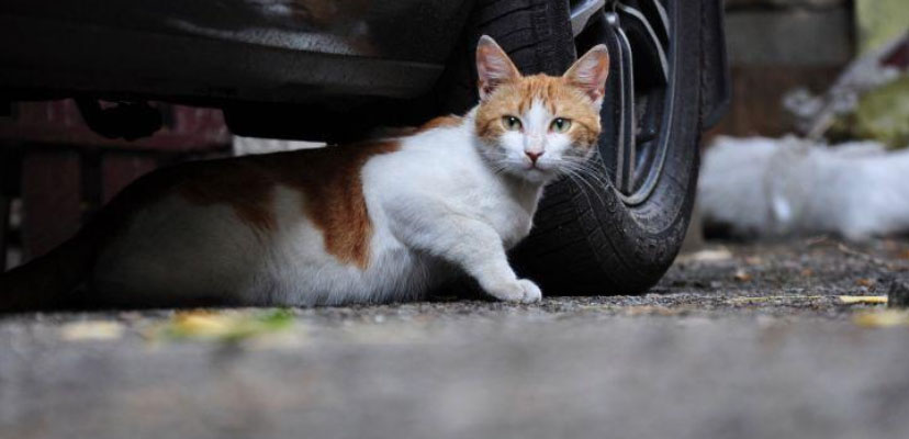 Cat lying on ground with an abrasion.