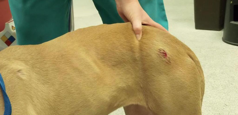Dog with small bite wound on leg.