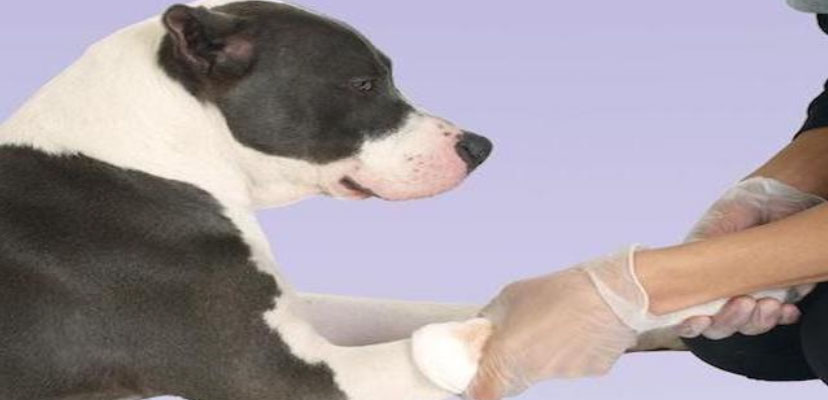 Dog receiving treatment for burned paw with gloved hands providing care.