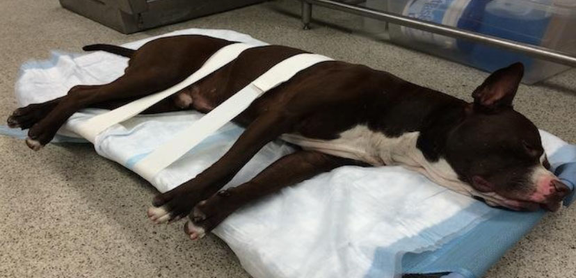 Dog secured on padded surface with support straps in veterinary clinic.