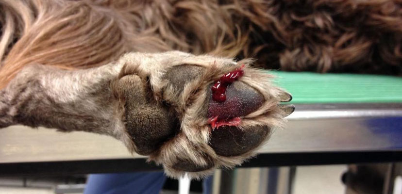 A dog with a bloody pad wound.