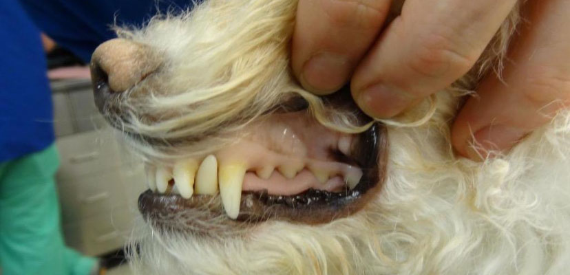 Dog in shock with pale gums.
