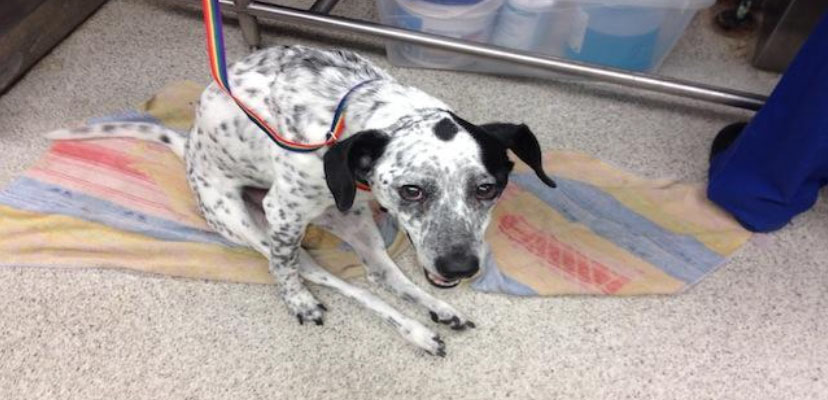Spotted dog resting on blanket with tense posture, possible back pain or slipped disc.