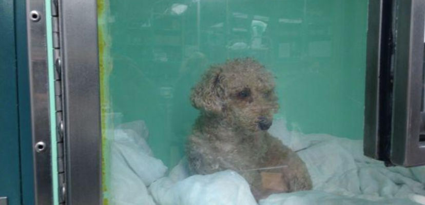 Dog resting in a veterinary care enclosure.