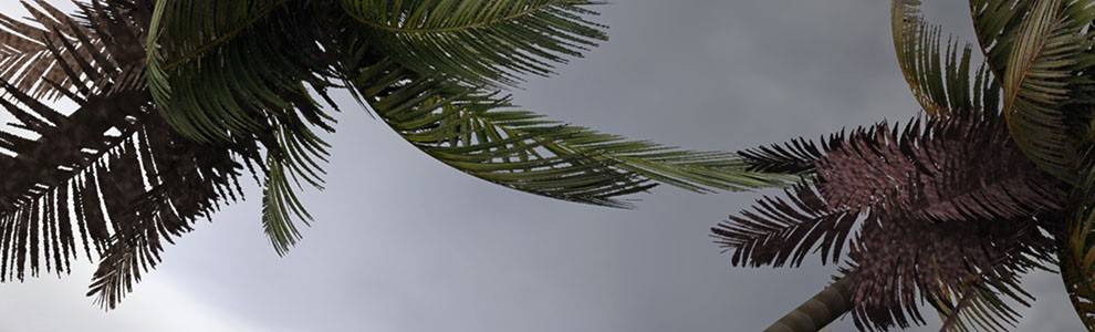 Palm trees blowing in a hurricane