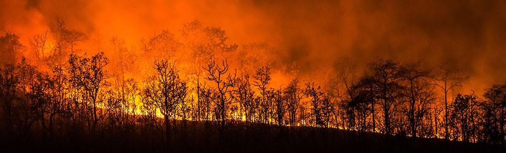 Trees burning in wildfire