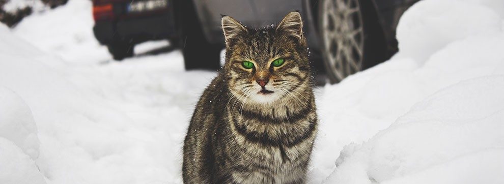 Caring for Your Pets in Winter