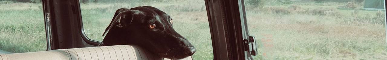 Dog looking out car window