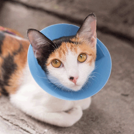 Display product reviews for Cat and Dog First Aid Online